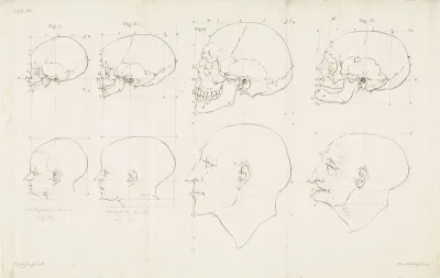 Studie van een menselijke kop en schedel op verschillende leeftijden