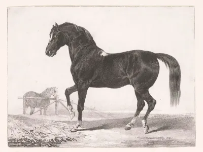 Studie van een paard