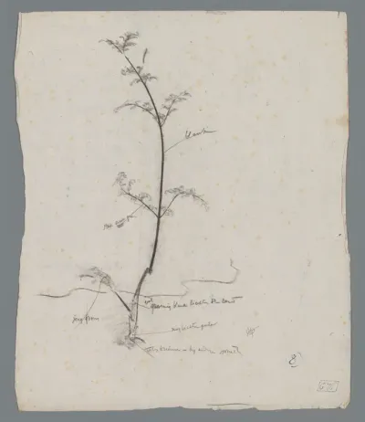 Studie van een plant