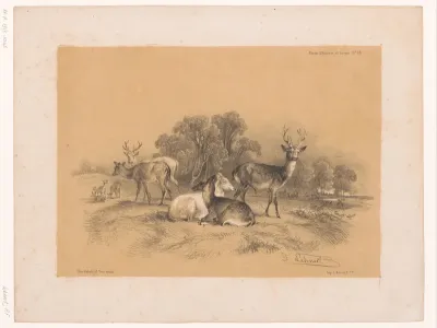 Studie van een roedel edelherten