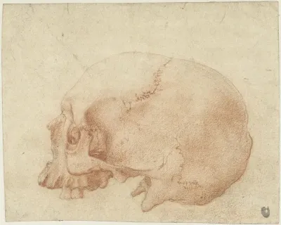Studie van een schedel