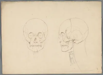 Studie van een schedel