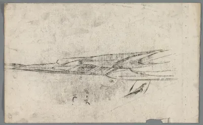 Studie van een vogelvleugel of -staart