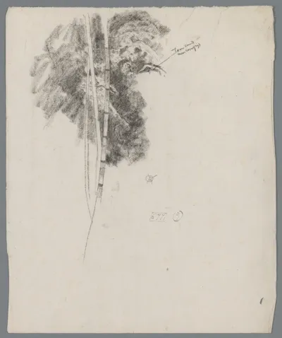 Studie van een waterplant
