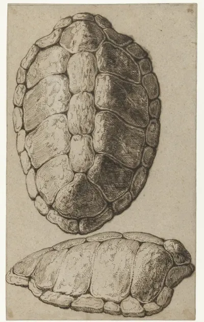 Studie van het rugschild van een schildpad