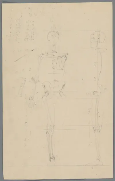Studie van het skelet