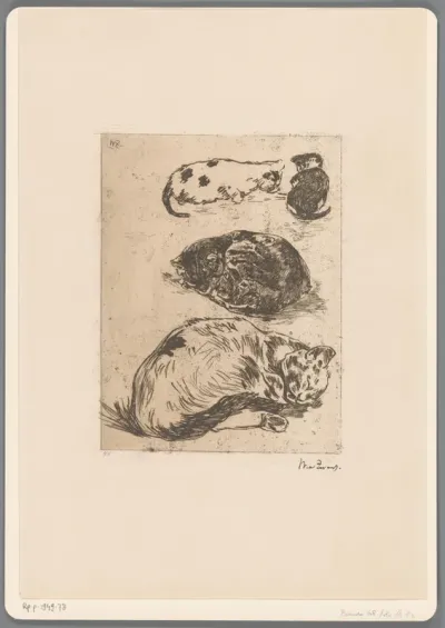 Studie van katten