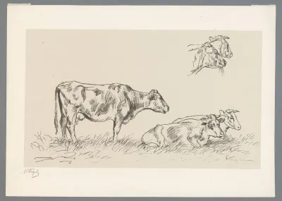Studie van koeien