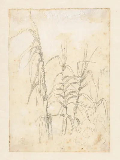 Studie van riet