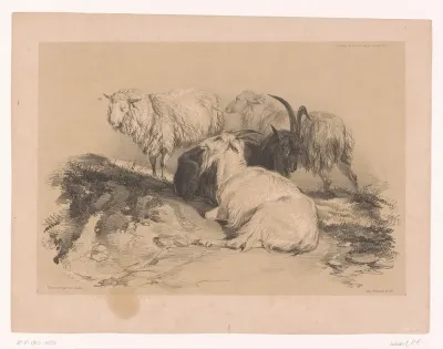 Studie van schapen en geiten