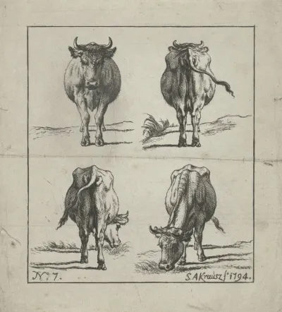 Studie van staande en grazende koeien
