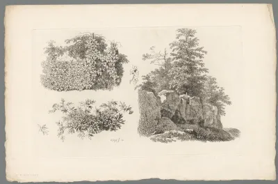 Studie van struiken, planten en bomen op een rotspartij