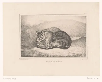 Studie van twee katten