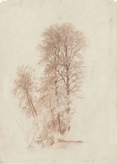 Studie van twee slanke en enige kleinere bomen in blad