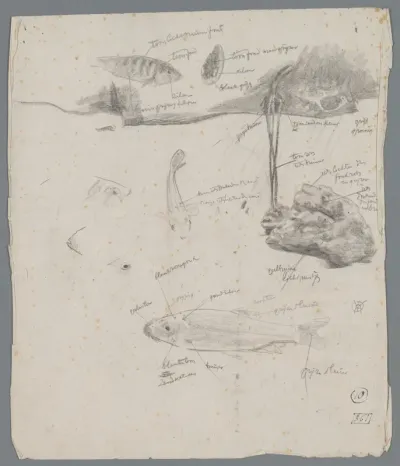 Studie van vissen in een aquarium