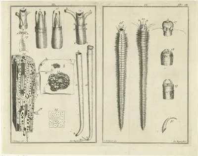 Studie van wormen