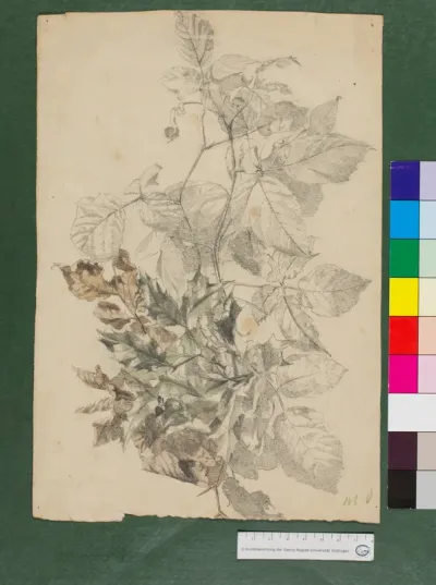 Studie zu Rosenblättern