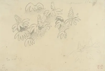 Studieblaadje met plantjes: witte kastanje