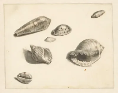 Studieblad met diverse schelpen