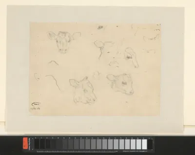 Studieblad met drie koppen van kalveren en delen van koppen