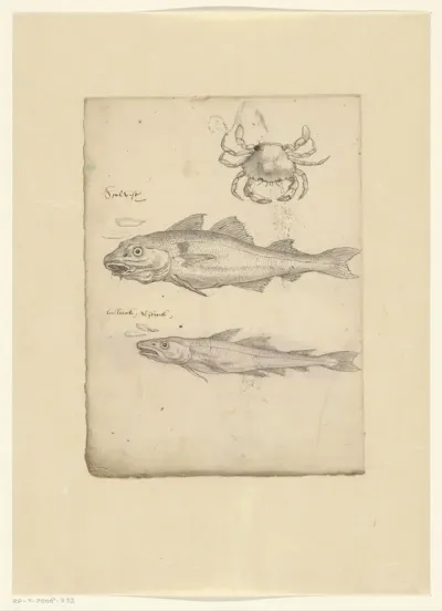 Studieblad met een krab (Portunus holsatus fabr.), een schelvis (Melanogrammus aeglefinus) en een wijting (Gadus merlangus)