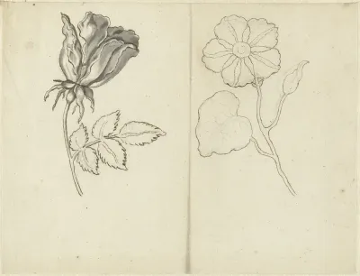 Studieblad met een roos en een ranonkel (?)
