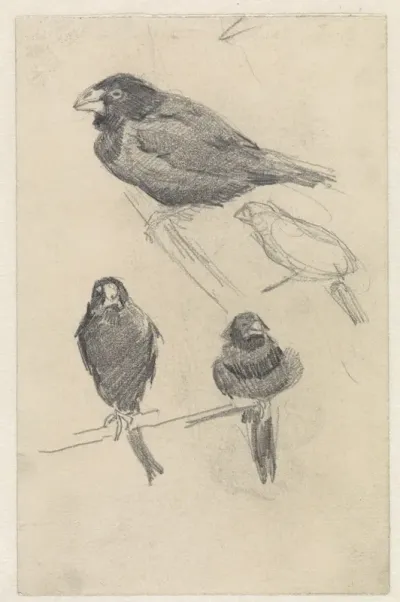 Studieblad met kleine vogels