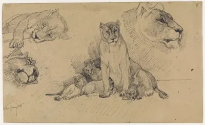 Studieblad met leeuwen en welpen