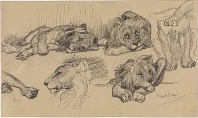 Studieblad met leeuwen