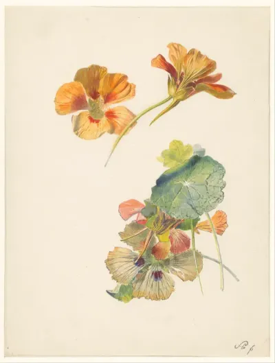 Studieblad met Oost-Indische kers