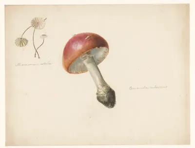 Studieblad met paddestoelen, de Amanita Rubescens en de Marasmius Rotula