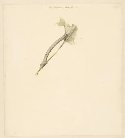 Studieblad met rups, Amphidasis Betularia