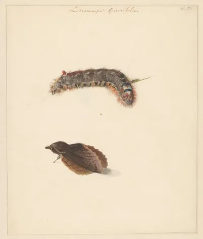 Studieblad met rups en nachtvlinders, Lasiocampa Quireifolia