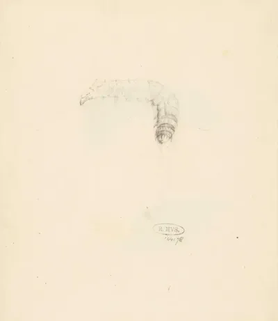 Studieblad met rups, Lasiocampa Quireifolia