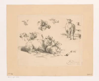 Studieblad met schapen