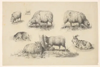 Studieblad met schapen, een geit en een hond