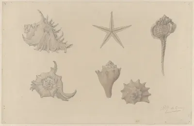 Studieblad met schelpen