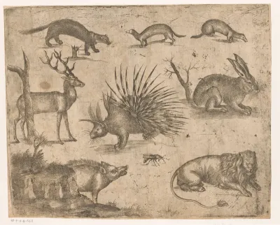 Studieblad met verschillende dieren
