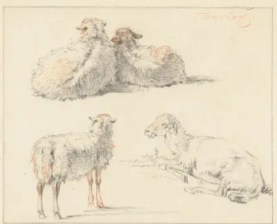 Studieblad met vier schapen