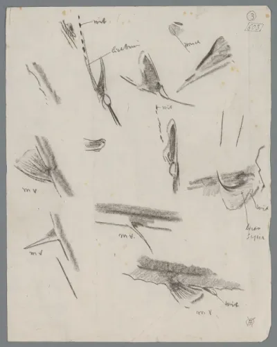 Studieblad met vinnen van vissen