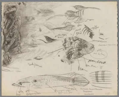 Studieblad met vissen en een deel van een aquarium