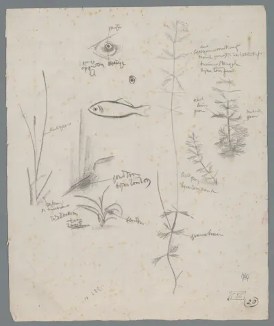 Studieblad met vissen en waterplanten