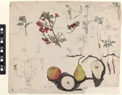 Studieblad met vruchten, planten en bloemen