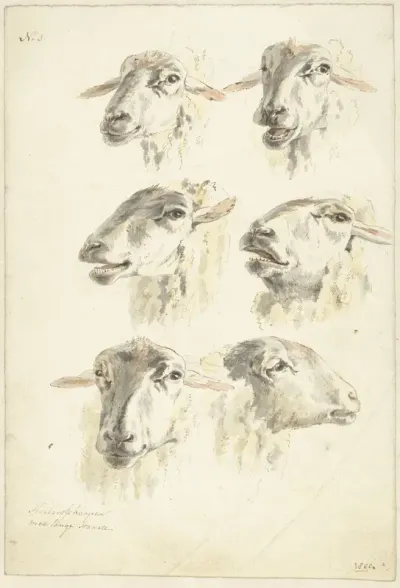 Studieblad met zes schaapskoppen