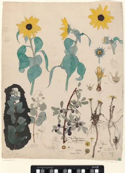 Studieblad met zonnebloemen, sneeuwbes en sleedoorn