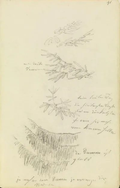 Studien von Tannenzweigen
