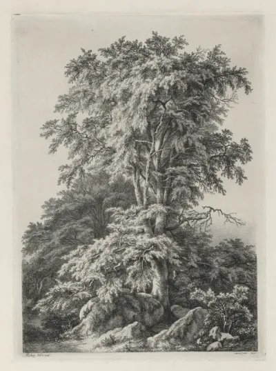 Studies Drawn and Engraved after Nature: The Beach, Fontainebleau (Études dessinées et Gravées D'après nature: Le hêtre, Fontainebleau)