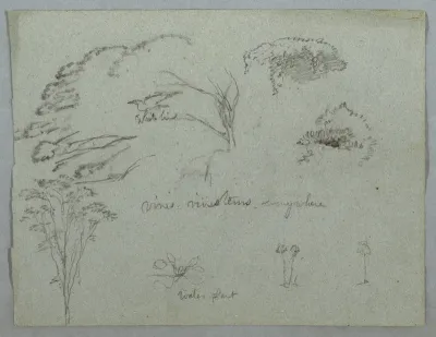 Studies from the Rio Magdalena, Colombia: Tree Tops, Flying White Bird, Vines, and Three Flowering Plants, 1853, probably May