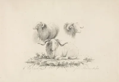 Studies naar een ram