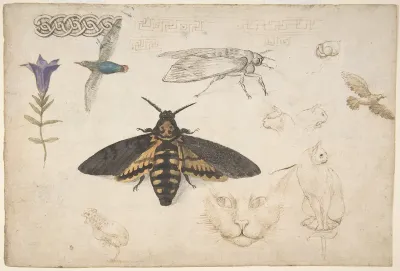 Studies of a Gentian, Moth, Birds, Cats, Interlacing Motif, and Greek Frets (recto); Ornamental Studies with Figures (verso)